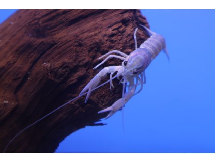 Rak quadricarinatus diet blue claw