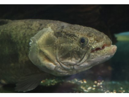 Trahir malabarský 35cm - Hoplias malabaricus