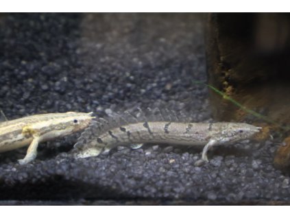 Bichir Delhezi