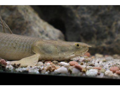 Bichir Lapradei - Polypterus lapradei hlava