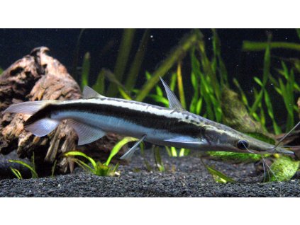 Anténovec ploskohlavý - Sorubim lima