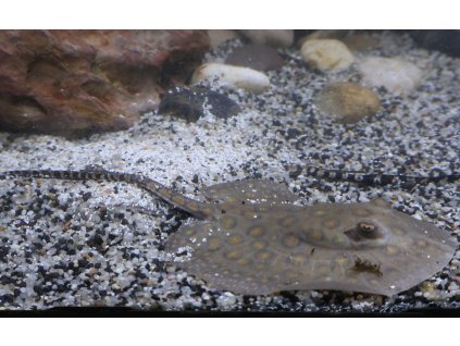 Trnucha skvrnitá - Potamotrygon motoro