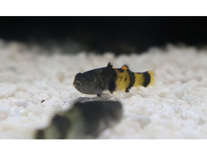 Hlavačka čmeláčí - Brachygobius doriae