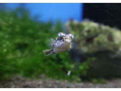 Čtverzubec pruhovaný - Tetraodon lineatus