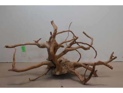 Kořen Čajovník Čínský