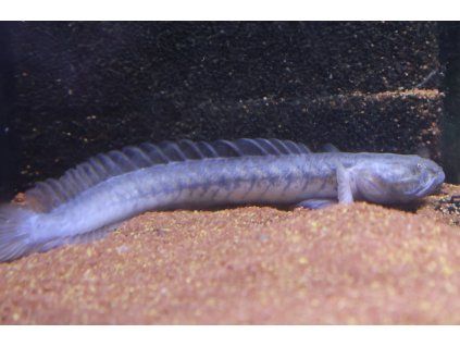 Gobioides broussonnetii - Gobioides broussonnetii