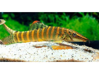 Sekavka středosiamská - Syncrossus berdmorei