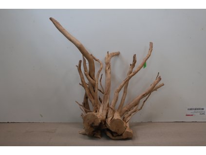 Kořen Čajovník Čínský