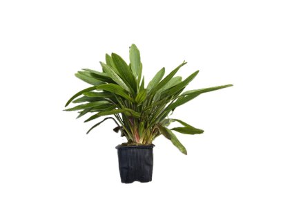 echinodorus horemanii green xxl