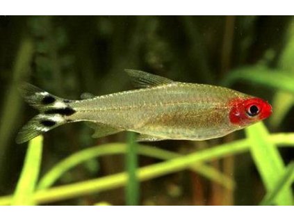 Hemigrammus rhodostomus1