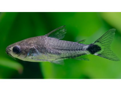 Pancéřníček trpasličí - Corydoras hastatus