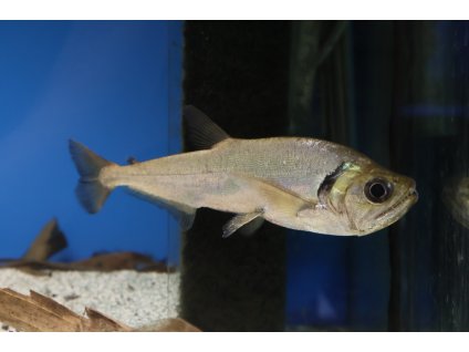 Zubatice tatauaia - Hydrolycus tatauaia