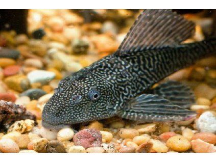 Krunýřovec guyanský - Hypostomus plecostomus