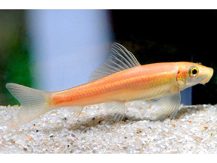 Přísavka thajská zlatá  - Gyrinocheilus aymonieri gold