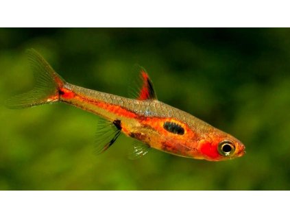 Razborka kalimantanská