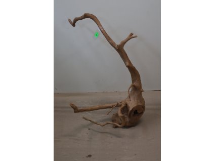 Kořen Čajovník Čínský