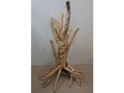 Kořen Čajovník Čínský