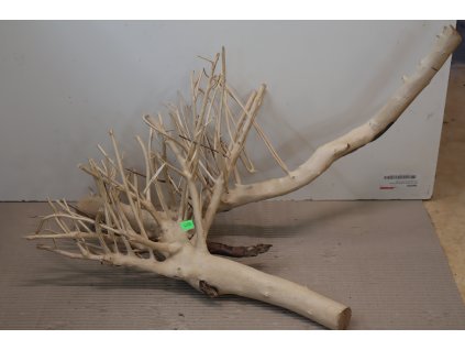 Kořen Čajovník Čínský