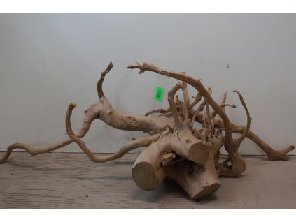 Kořen Čajovník Čínský