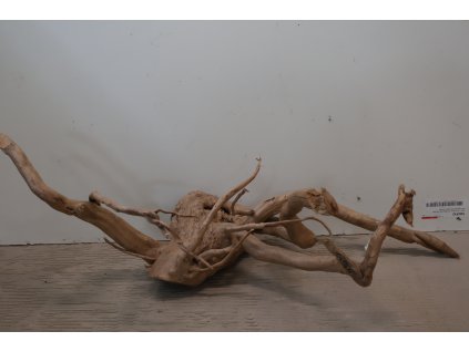 Kořen Čajovník Čínský