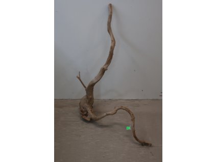 Kořen Čajovník Čínský