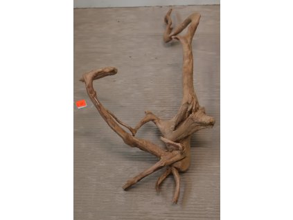 Kořen Čajovník Čínský