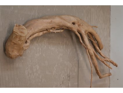 Kořen Čajovník Čínský