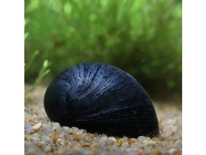 Neritina sp. černá helmet - Neritina pulligera black