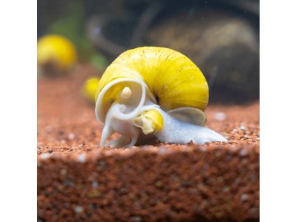golden apple snail