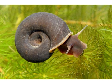 Planorbarius corneus