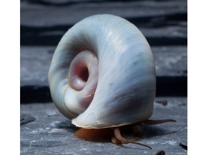 blaue posthornschnecke jpg
