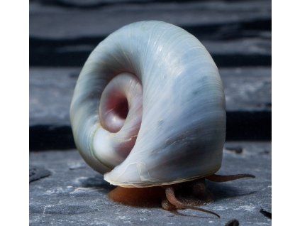 Okružák ploský modrý - Planorbarius corneus blue