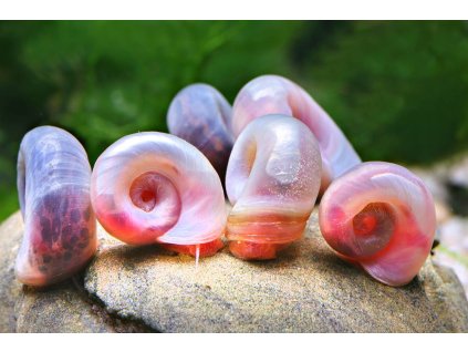 posthornschencke gruppe