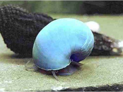 Ampulária modrá - Pomacea canaliculata  blue