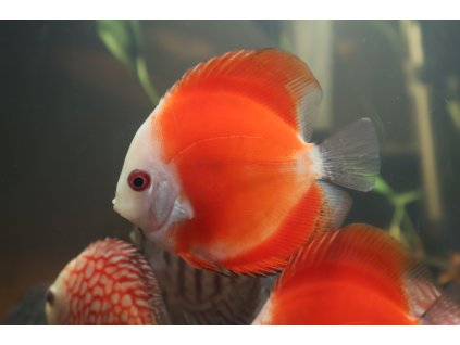 Terčovec Merlboro red - Symphysodon aequifaciatus – Marlboro Red