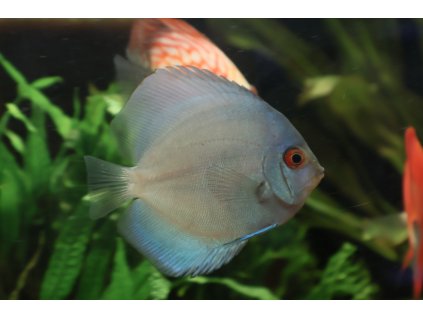 Terčovec Cobalt - Symphysodon aequifaciatus Cobalt