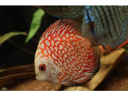 Terčovec Pigeon Blood