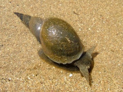 lymnaea 59d8eecd b4ad 49a9 9eff 8c67ba5001c resize 750