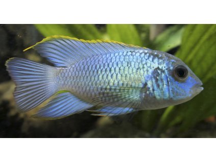 1200px Andinoacara pulcher spec. neonblue