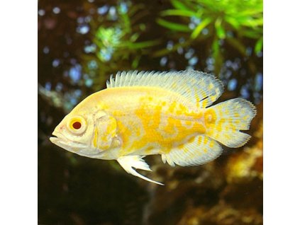 dad97809e37a83fd4951cb2b0248d646c8ef5f4f