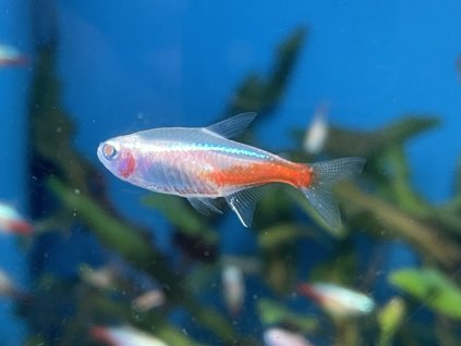 Neonka obecná zlatá - Paracheirodon innesi sp.gold