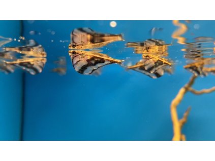 Sekernátka mramorová - Carnegiella strigata