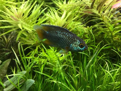 Obrázek WhatsApp, 2024 08 20 v 22.24.07 b6dc8f4e