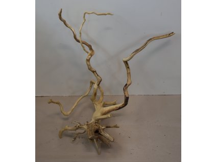 Kořen Čajovník Čínský