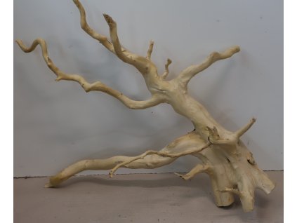 Kořen Čajovník Čínský