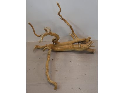 Kořen Čajovník Čínský