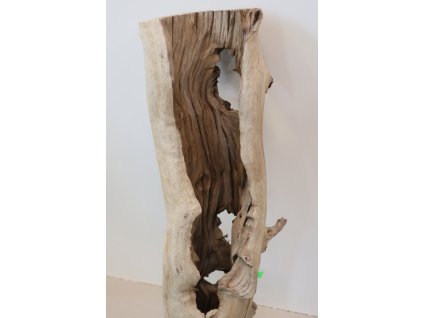 Kořen Čajovník Čínský