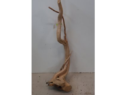 Kořen Čajovník Čínský