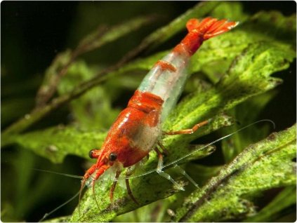 Krevetka Red Rili - Neocaridina davidi Red Rili