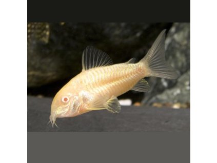 ad165ca46b0b30dcf5a40bd3712ea212